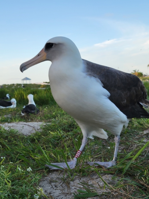 Wisdom, The World’s Oldest Known Wild Bird, Returns To Midway Atoll | U ...